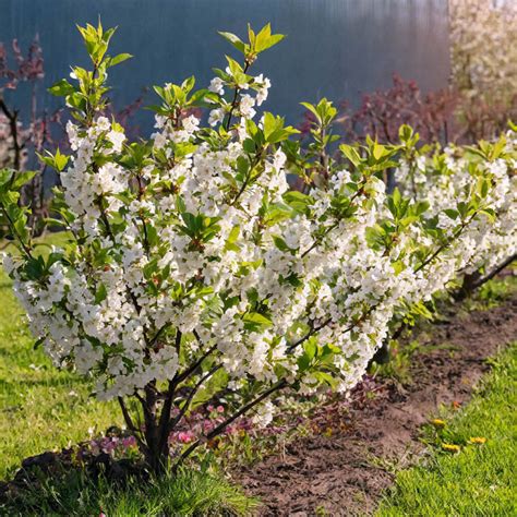 dwarf cherry cutie pie|sour pie cherry tree.